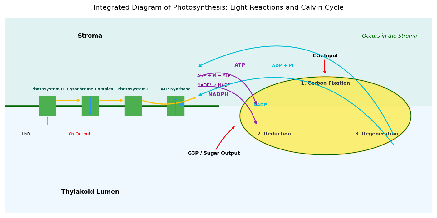 Photosynthesis diagram showing light reactions and Calvin cycle